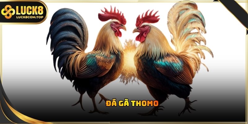 Đá gà Luck8 phát sóng trực tiếp từ Campuchia để theo dõi mọi diễn biến