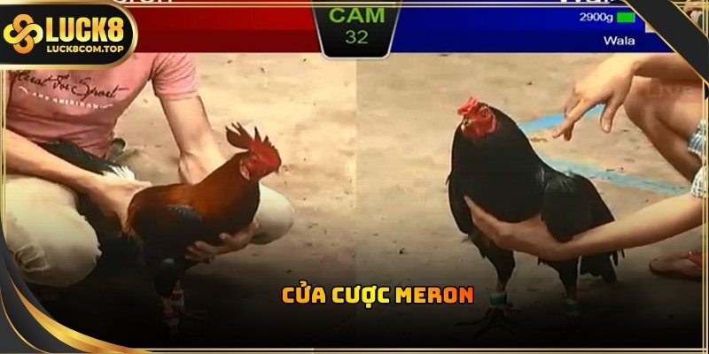 Chọn cửa này khi tin tưởng vào bản lĩnh của chiến kê đại diện cho phía nhà cái