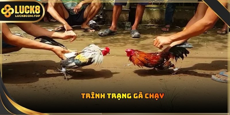 Chiến kê bị xử thua ngay lập tức nếu có hành vi bỏ chạy hoặc né tránh đối thủ
