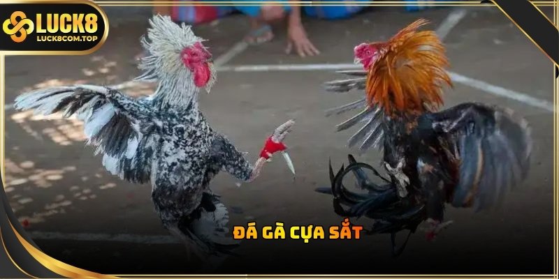 Sảnh đá gà W168 luôn chọn lọc chiến kê tốt nhất để phục vụ nhu cầu giải trí 